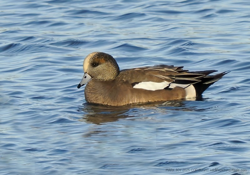 American Wigeon