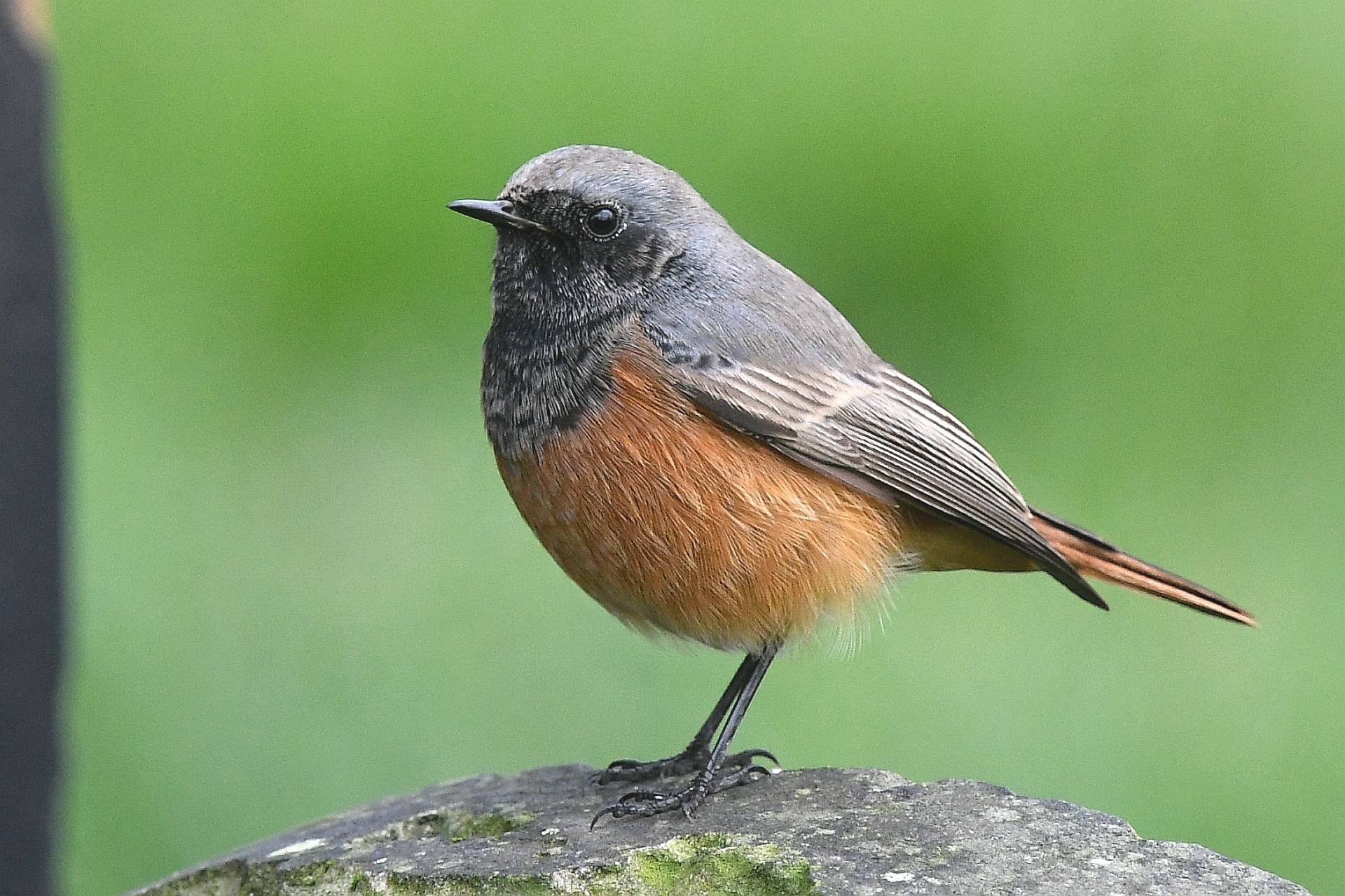 Eastern Black Redstart
