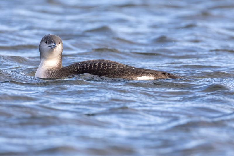 Black-throated Diver