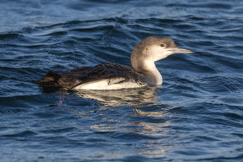 Black-throated Diver