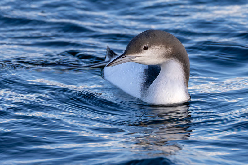 Black-throated Diver
