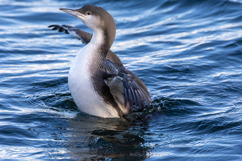 Black-throated Diver