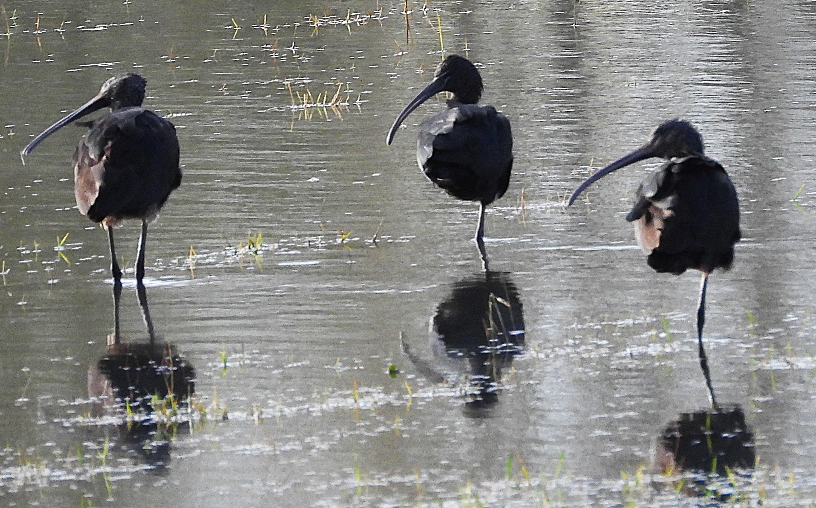 Glossy Ibis