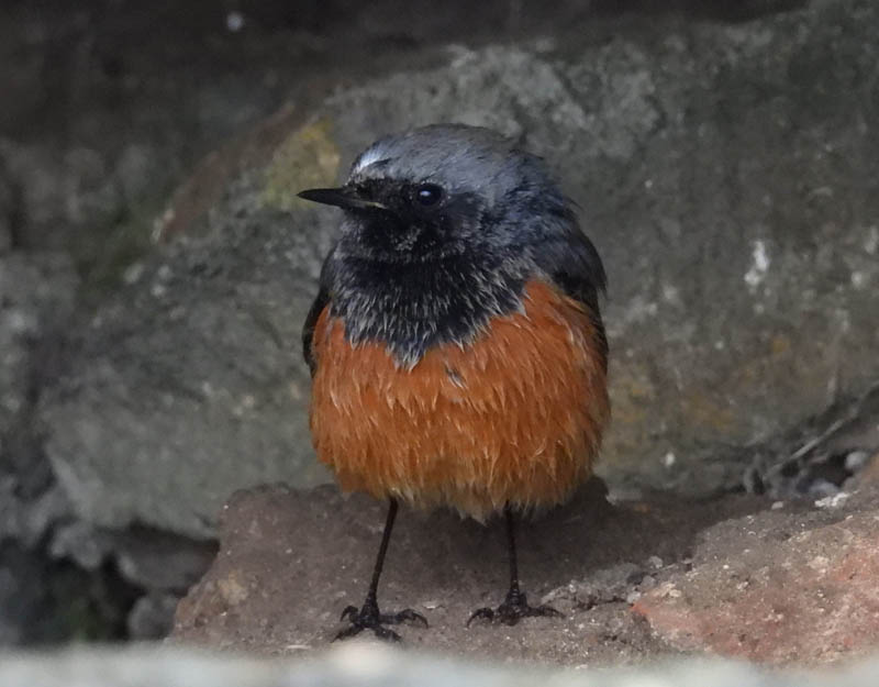 Eastern Black Redstart