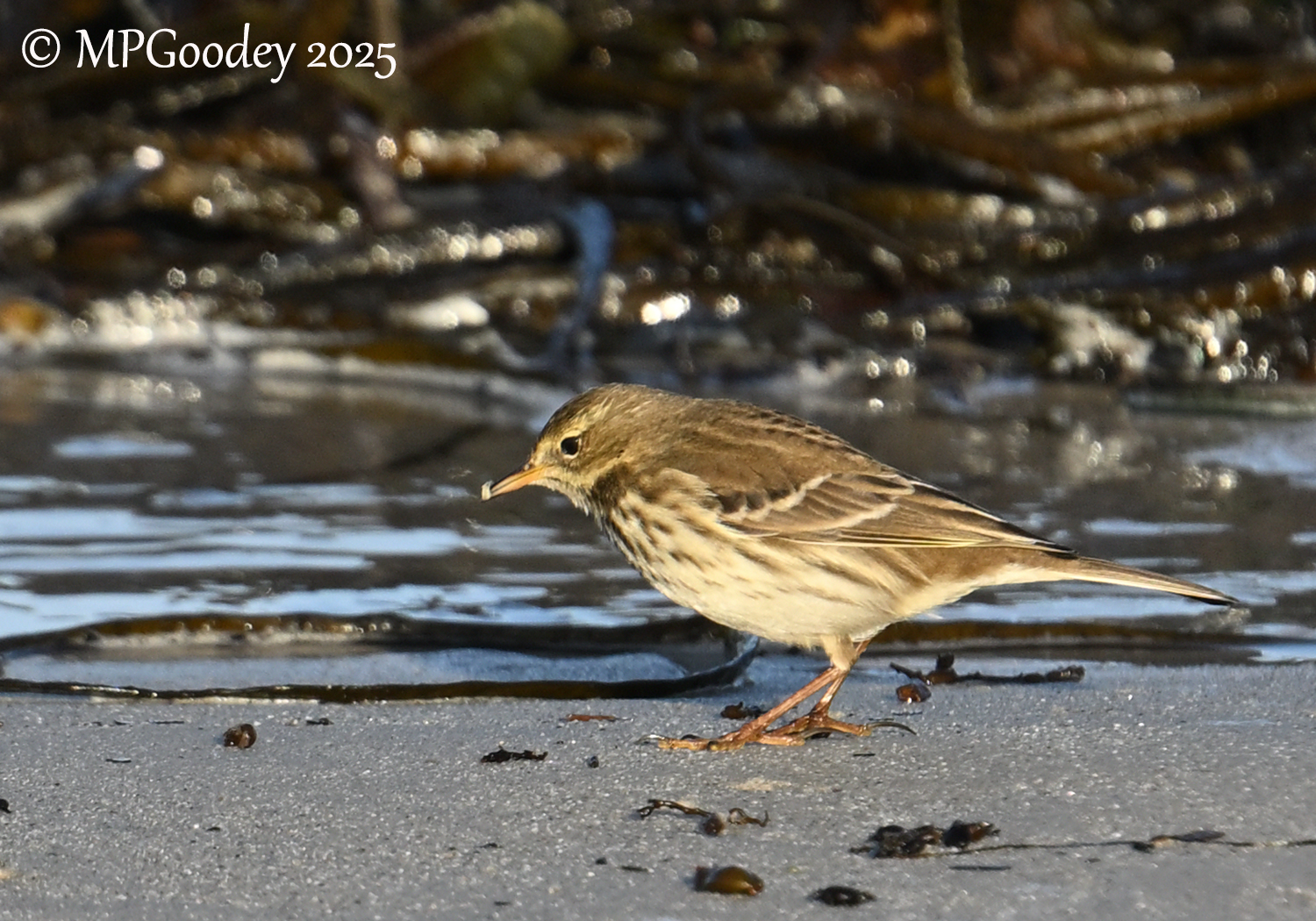 Water Pipit