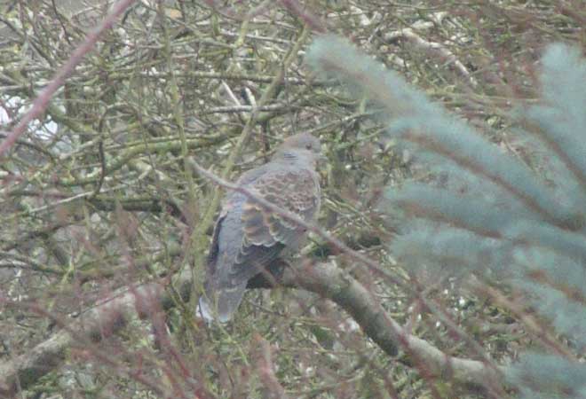 Rufous Turtle Dove