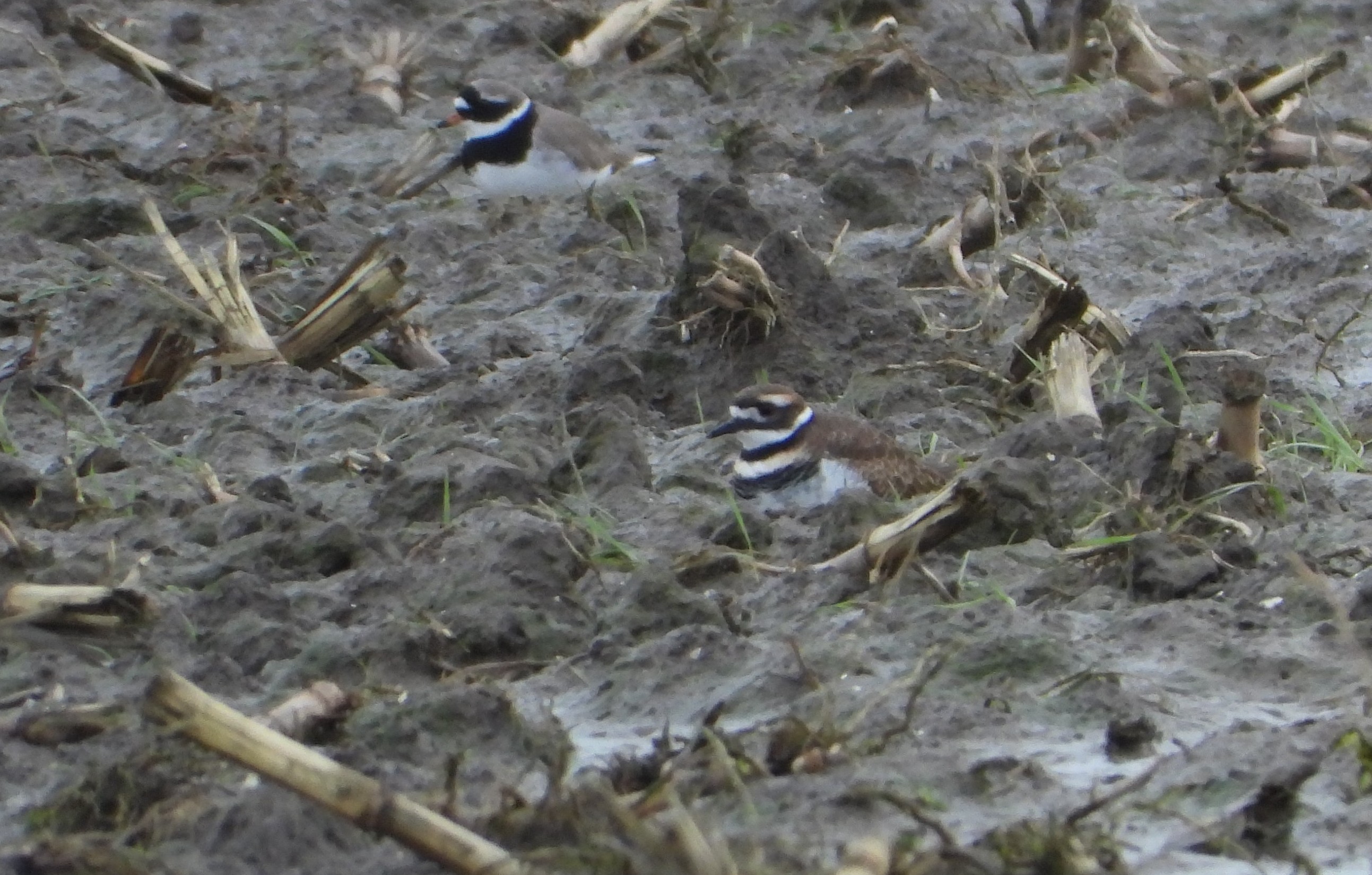 Killdeer