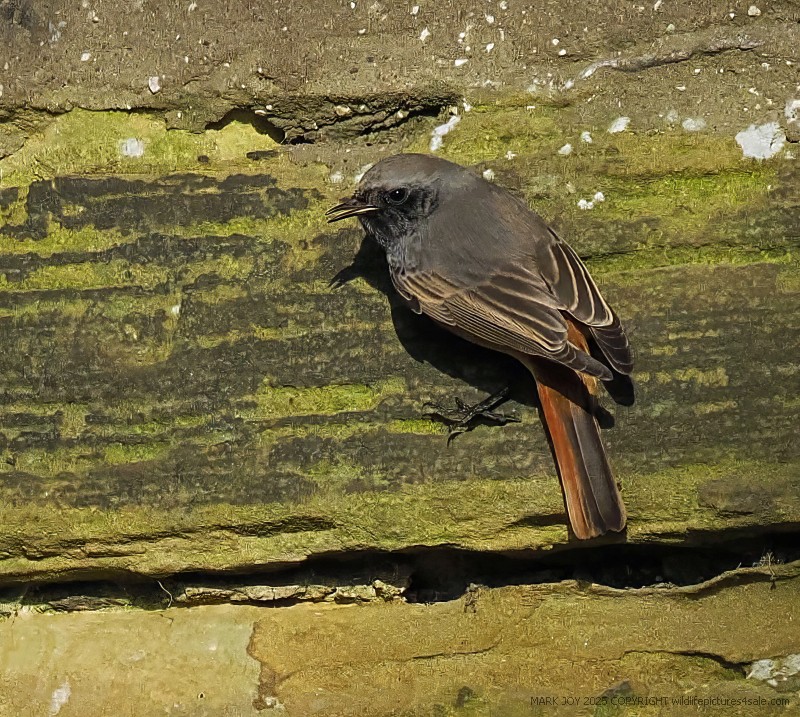 Eastern Black Redstart