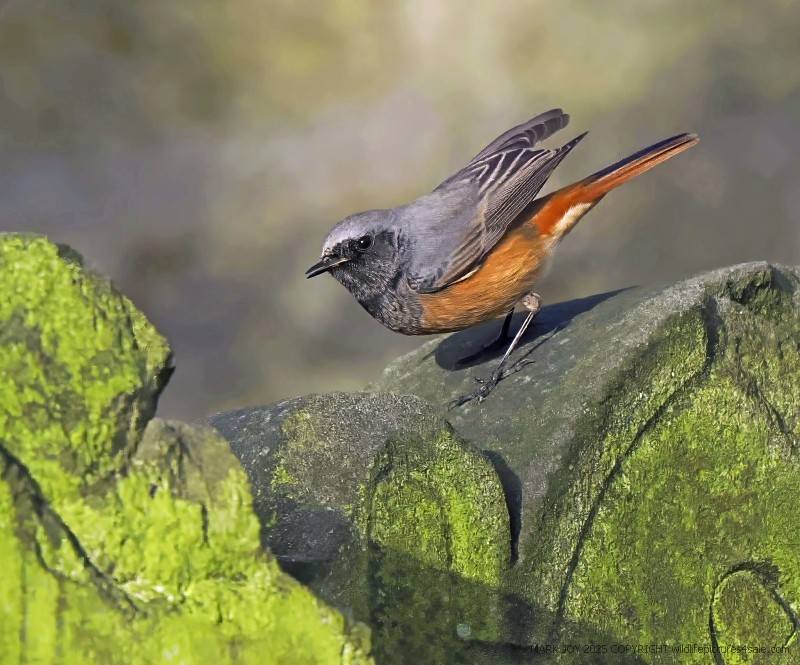 Eastern Black Redstart