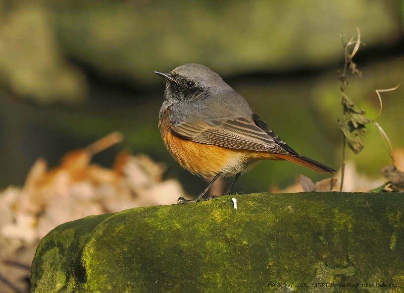 Eastern Black Redstart