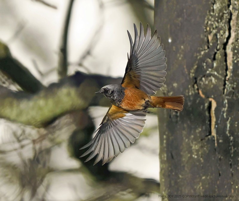 Eastern Black Redstart
