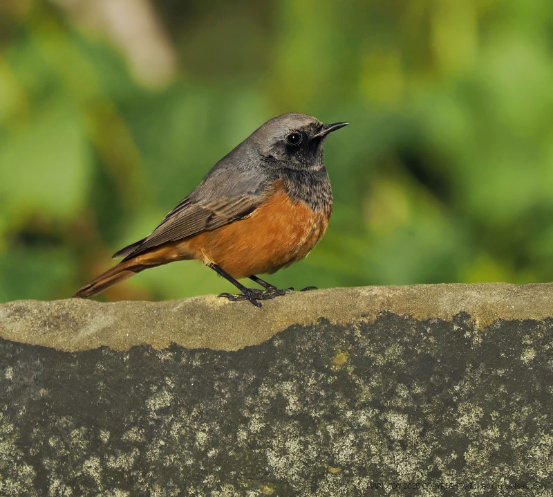 Eastern Black Redstart