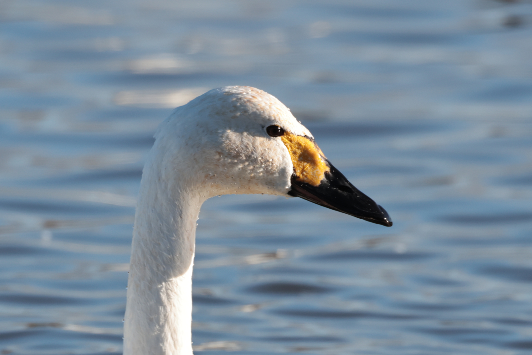 Bewick's Swan