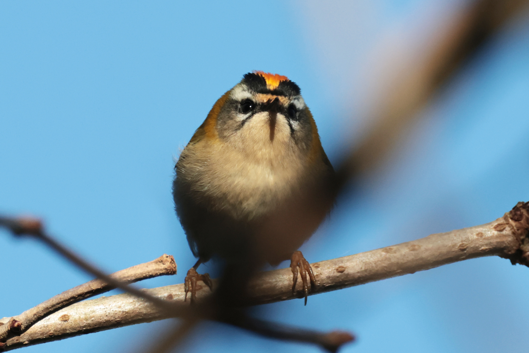 Firecrest