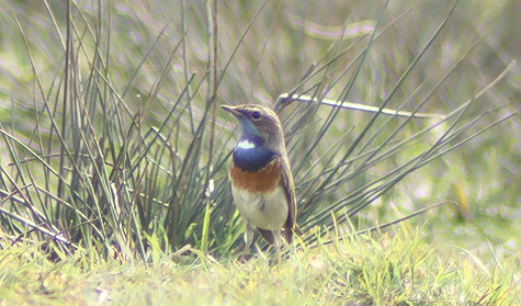 White-spotted Bluethroat
