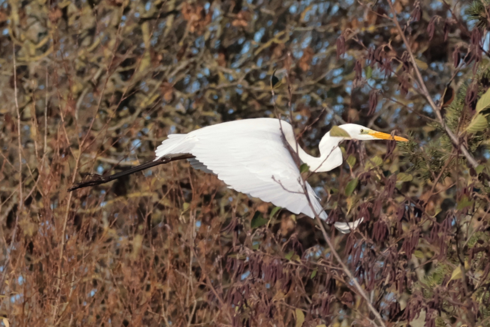 Great White Egret