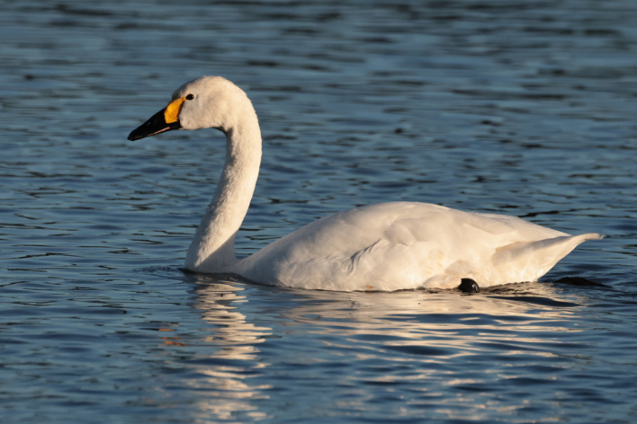 Bewick's Swan