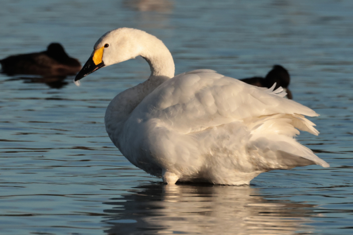 Bewick's Swan