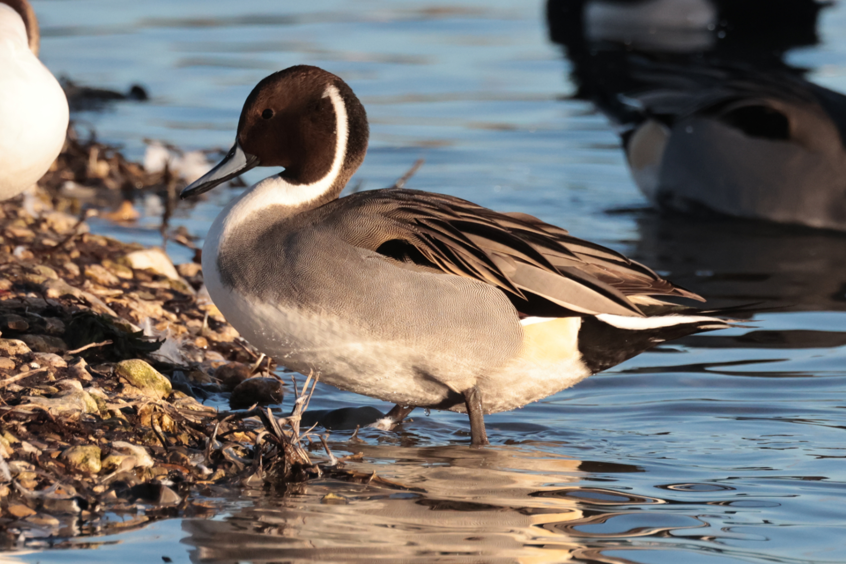 Pintail