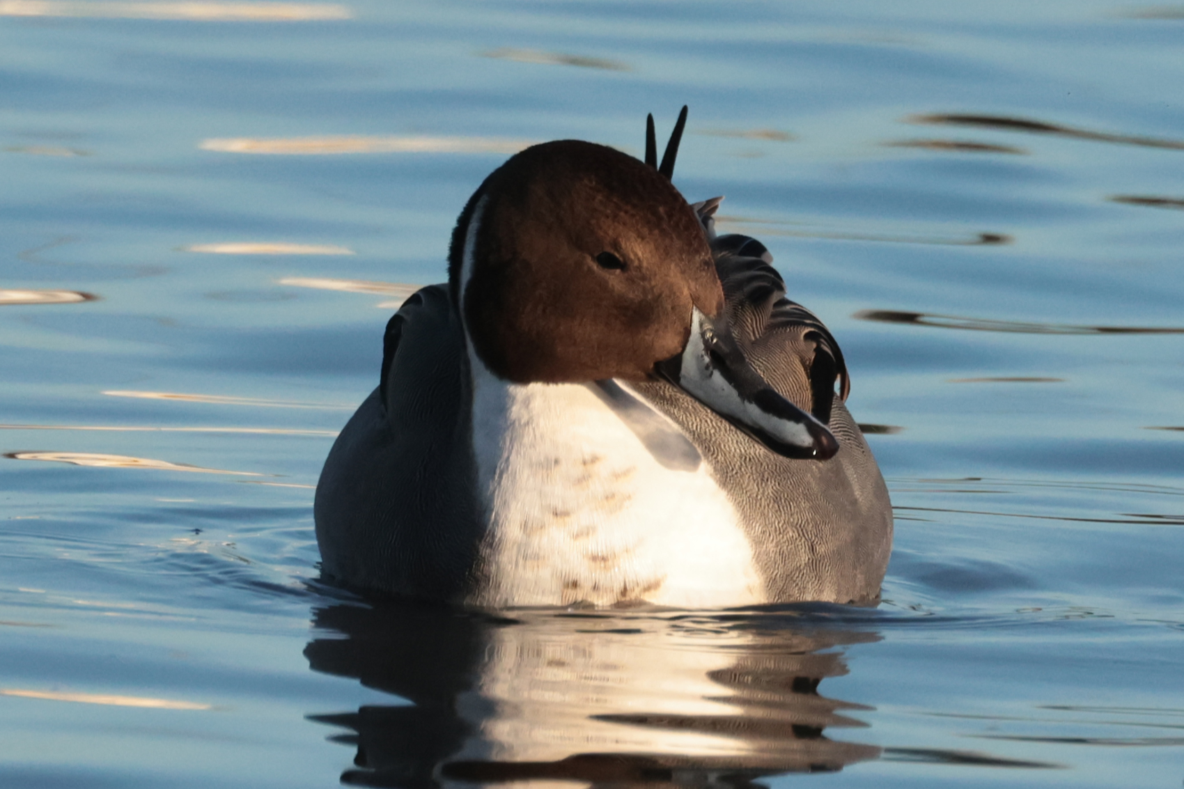 Pintail