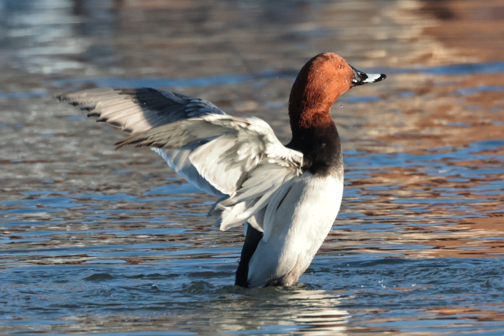 Pochard