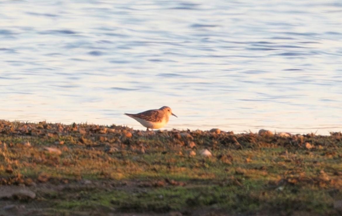 Temminck's Stint