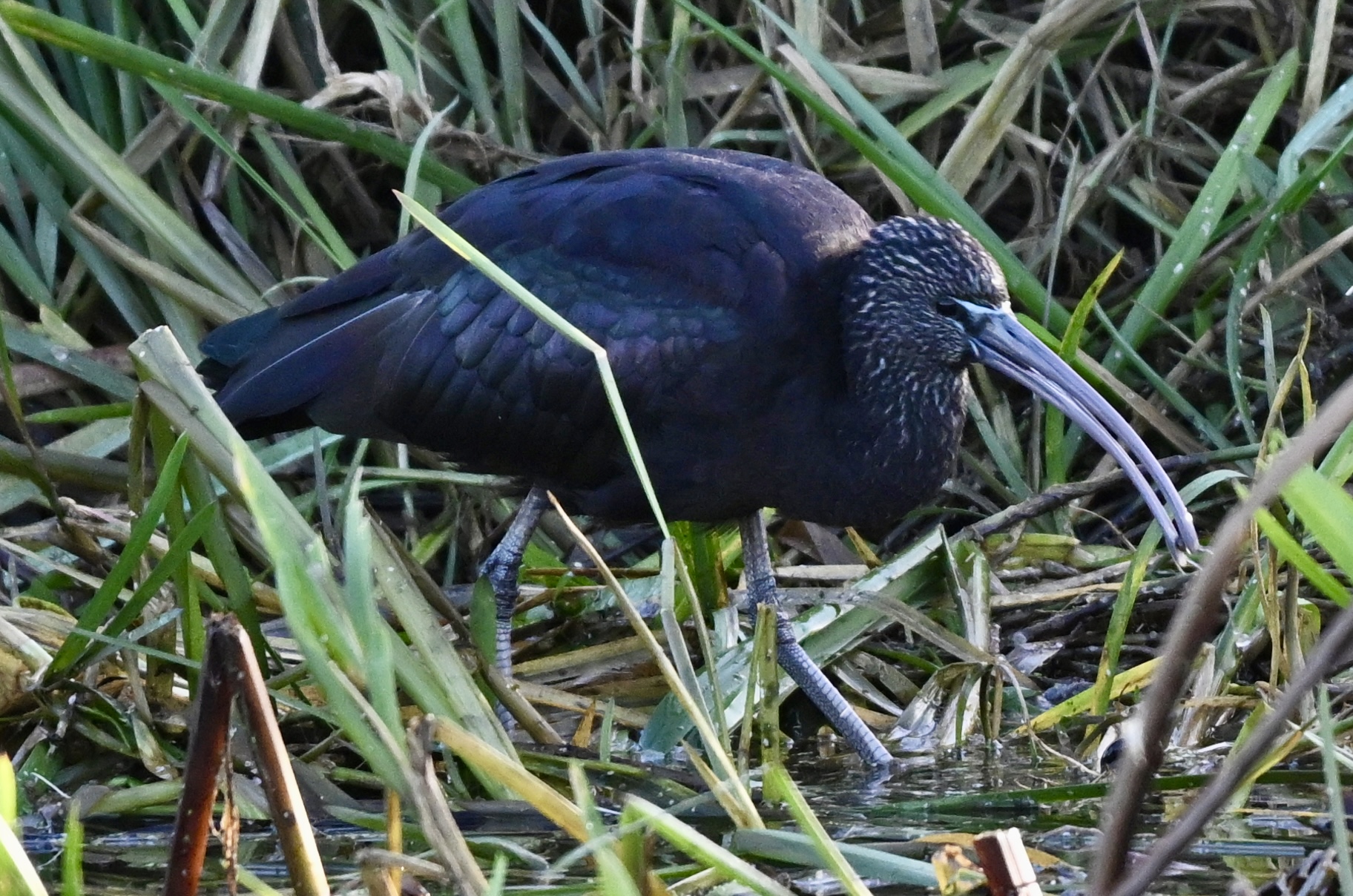 Glossy Ibis