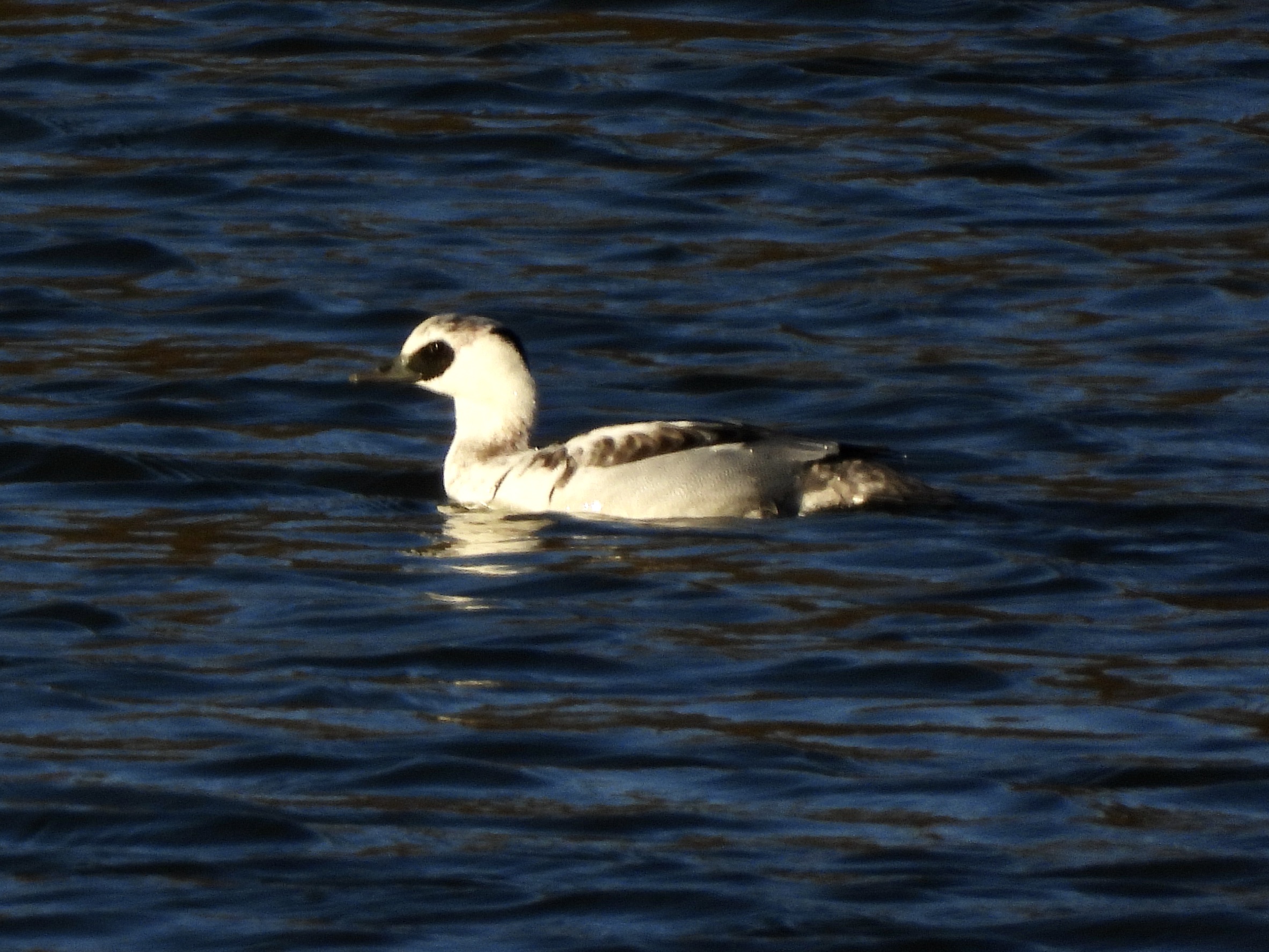 Smew