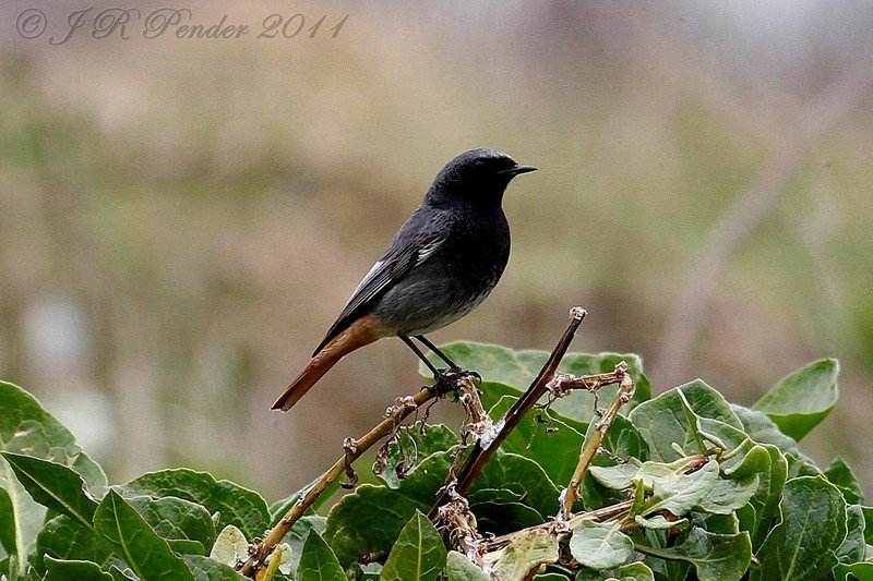 Black Redstart