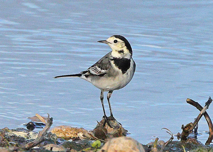 White Wagtail