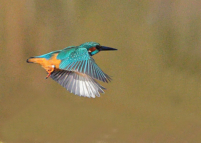 Kingfisher
