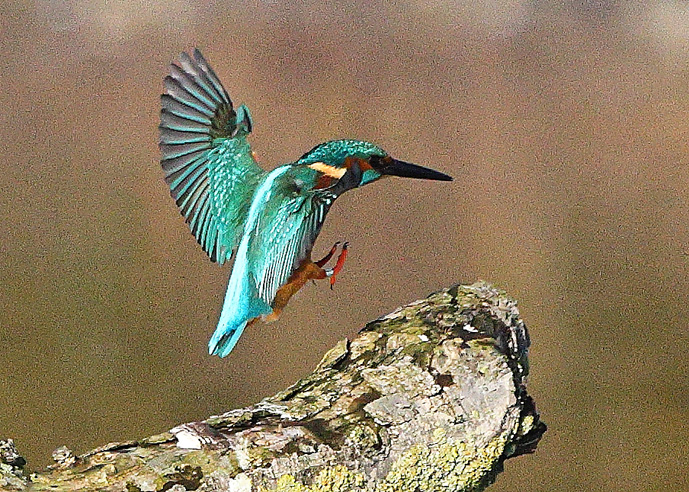Kingfisher