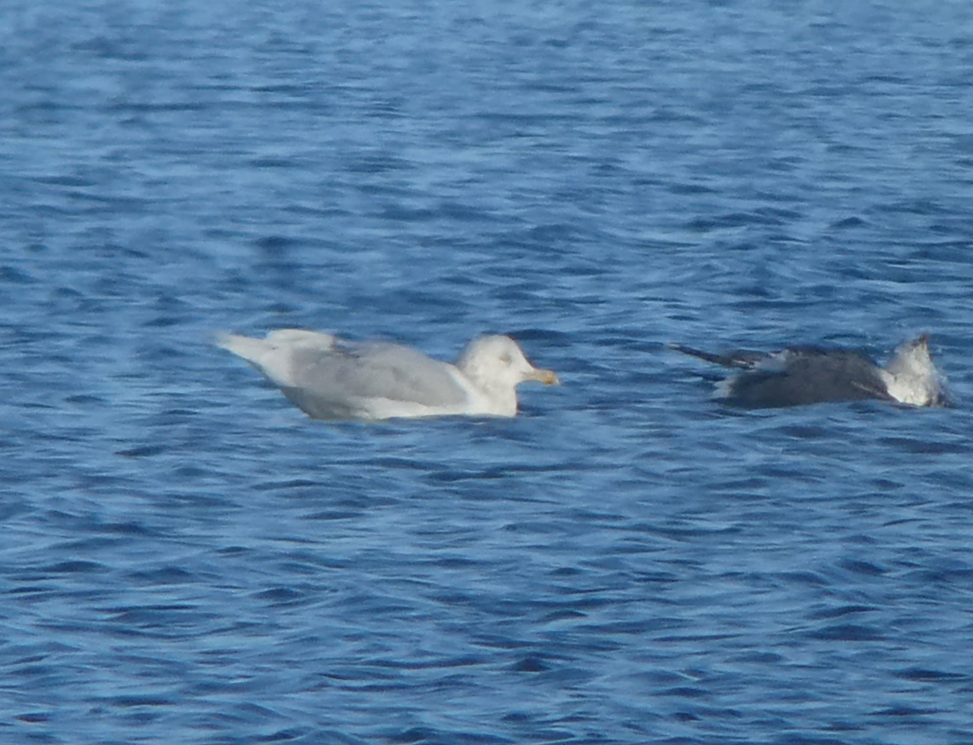Glaucous Gull