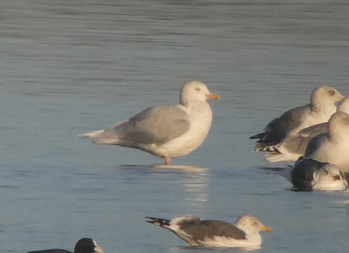 Glaucous Gull