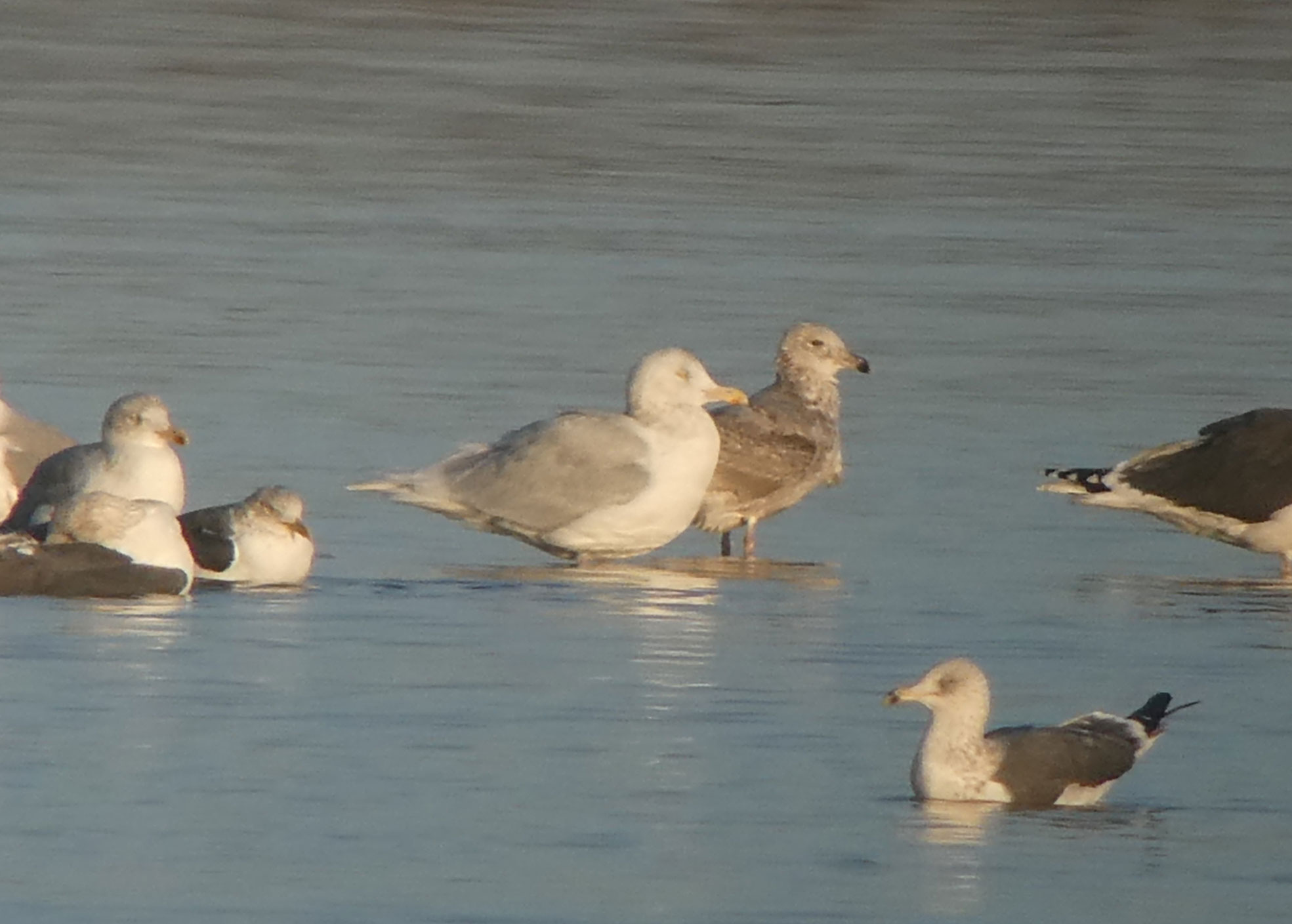 Glaucous Gull
