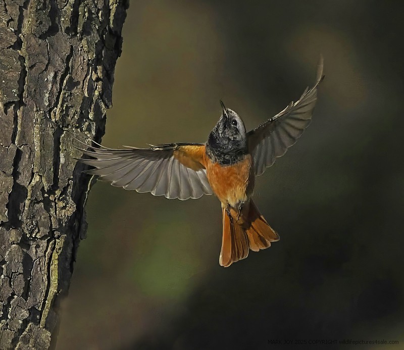 Eastern Black Redstart