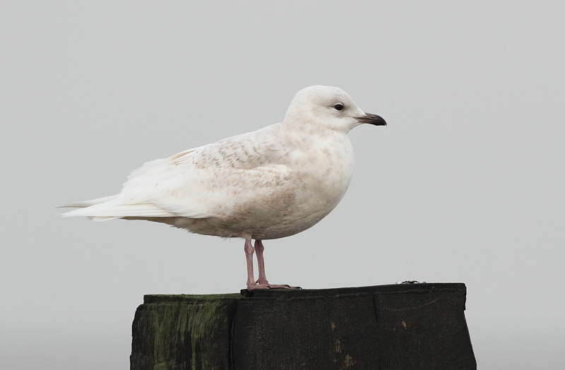 Iceland Gull