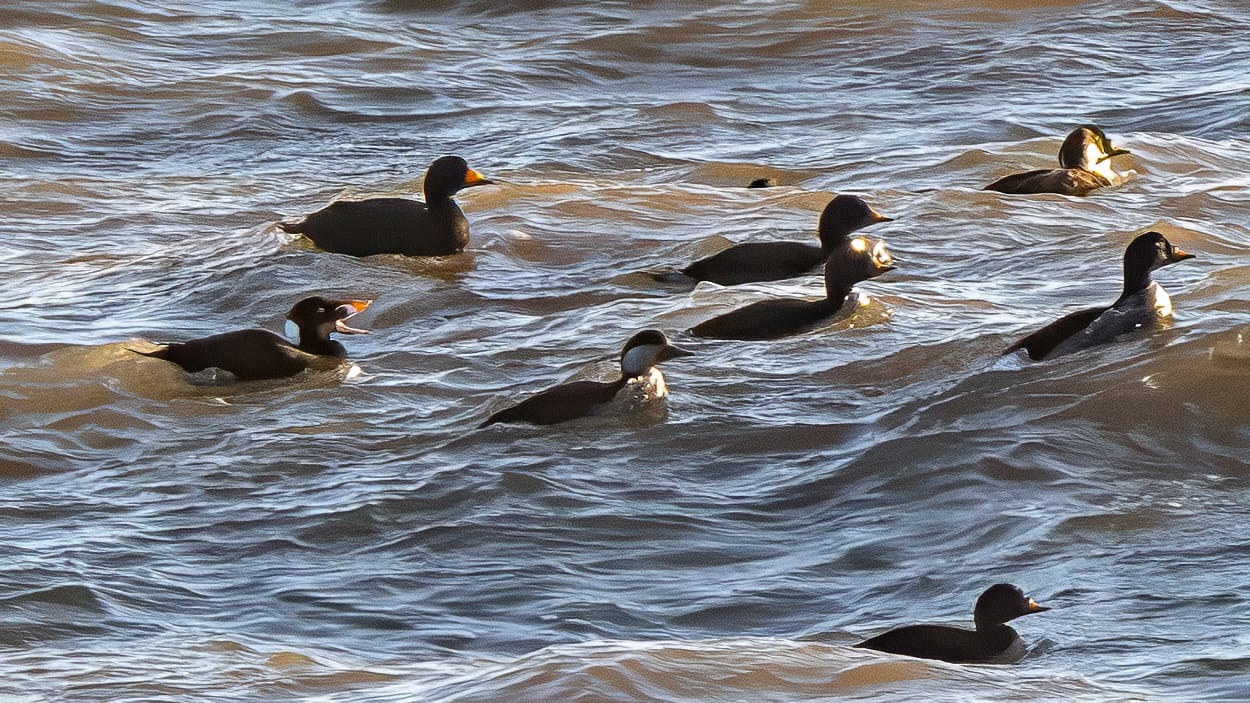 Black Scoter