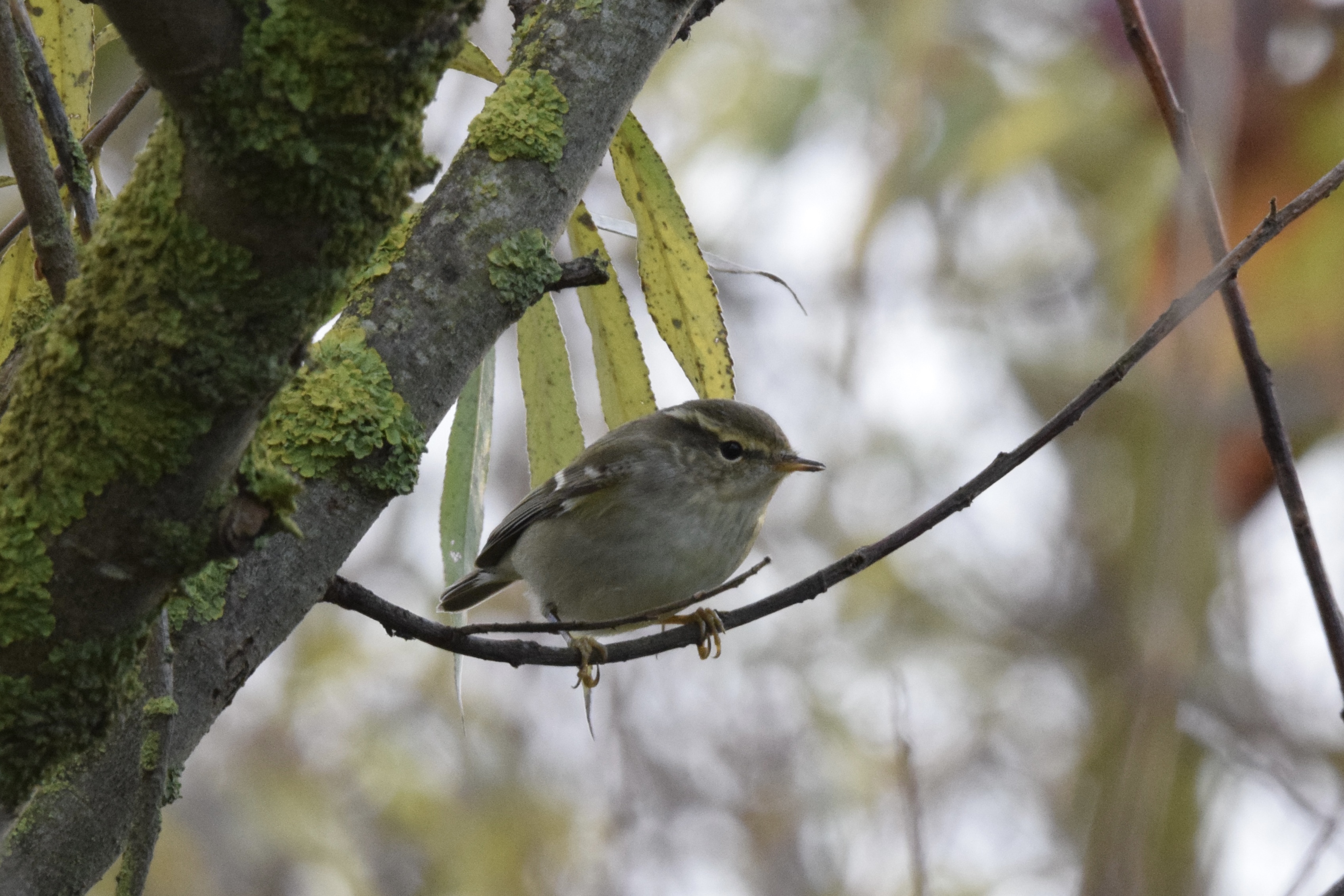 Yellow-browed Warbler