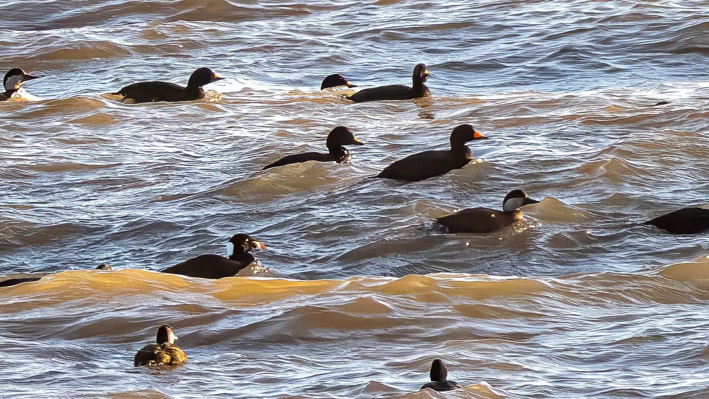 Black Scoter