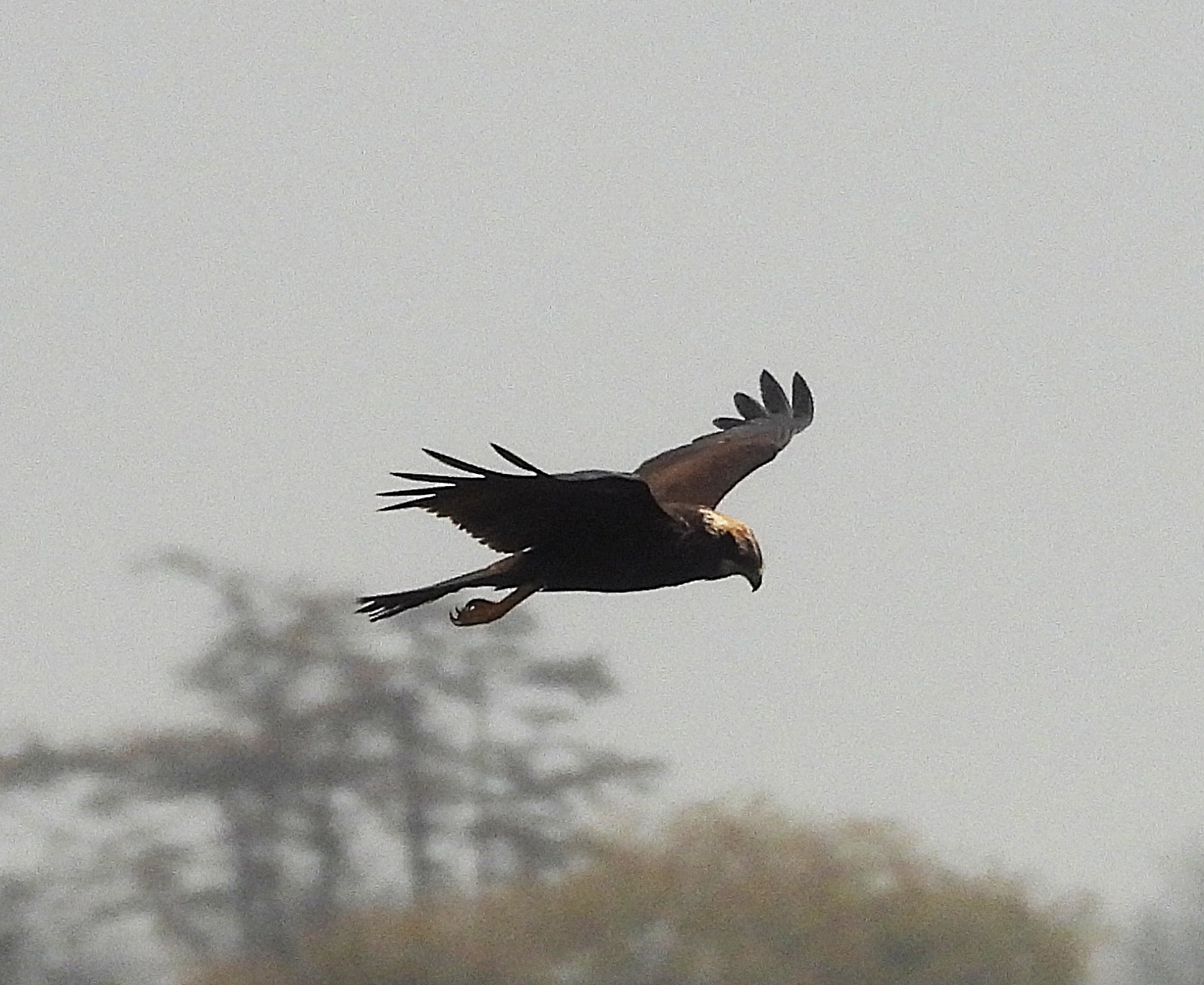 marsh harrier