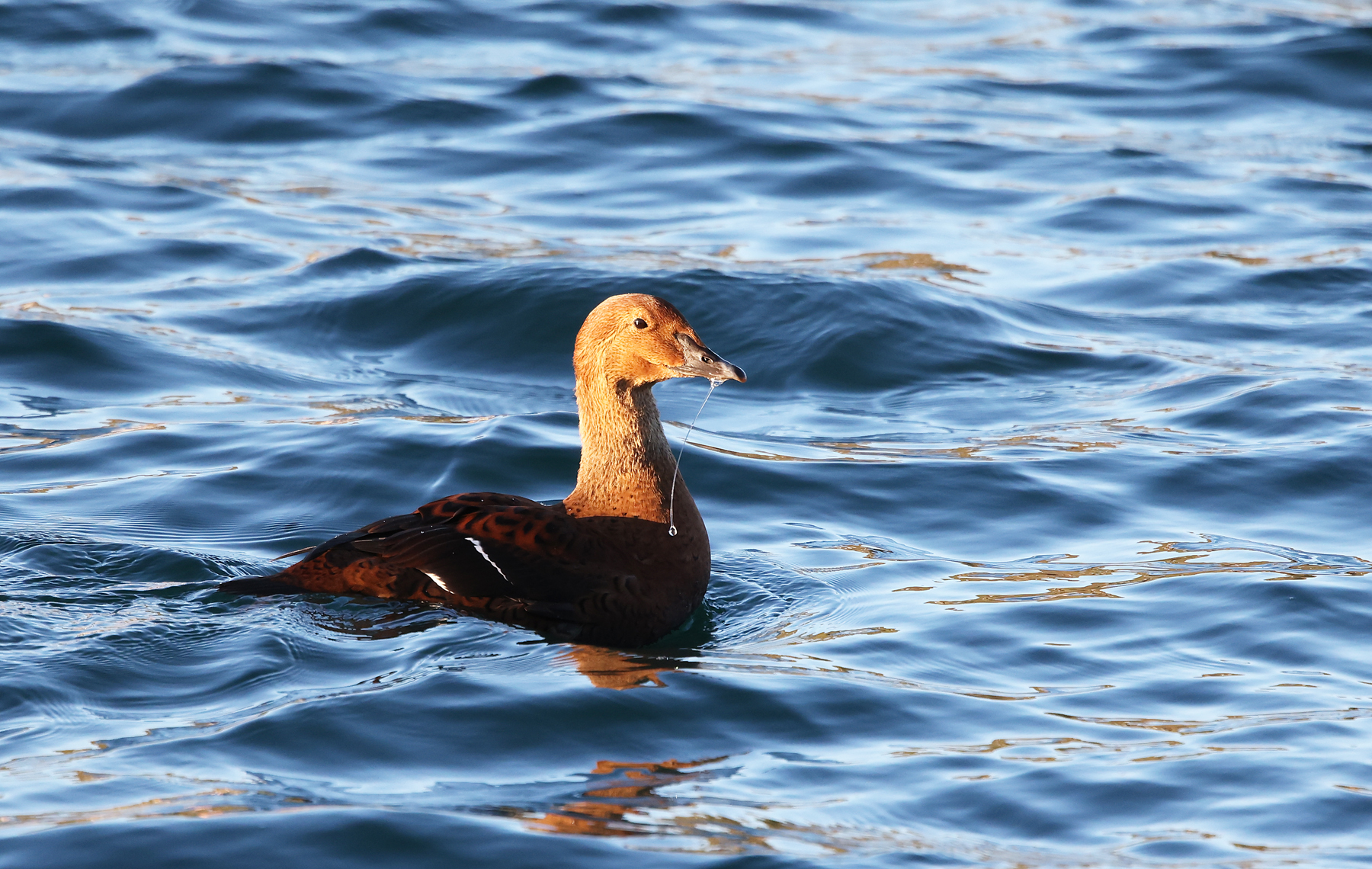 King Eider