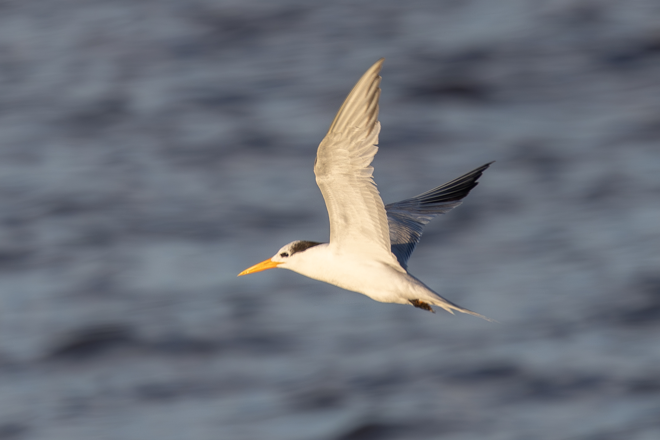Lesser Crested Tern