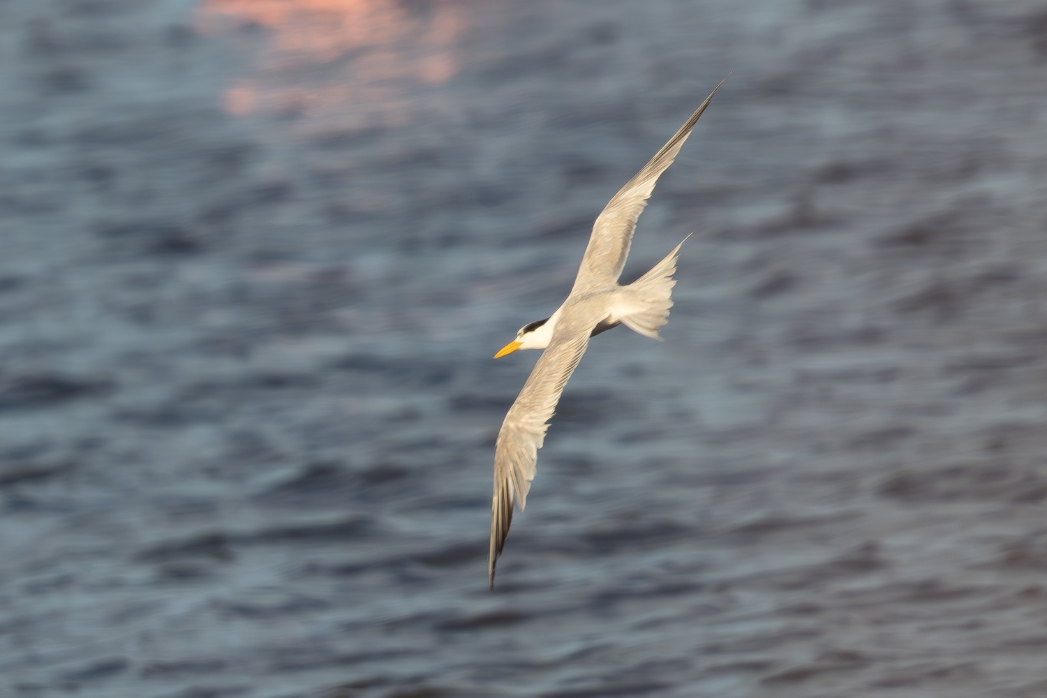 Lesser Crested Tern