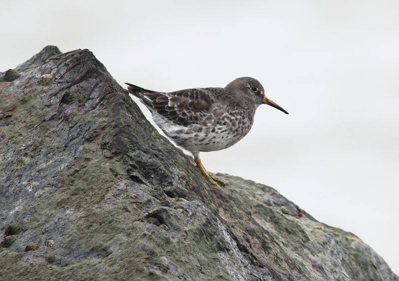 Purple Sandpiper
