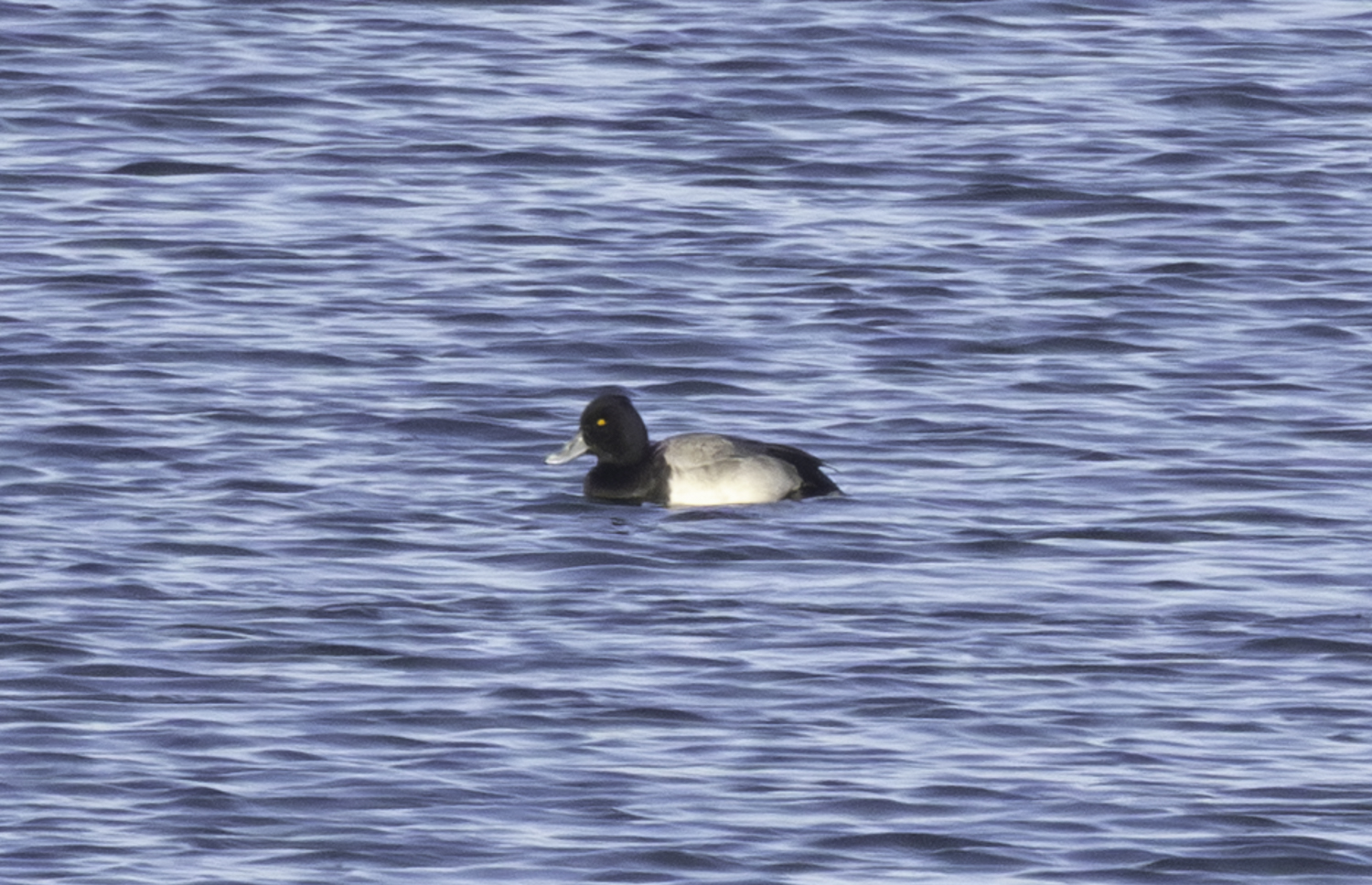 Lesser Scaup