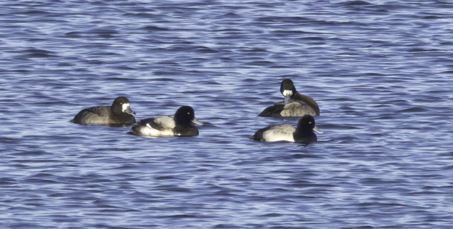 Lesser Scaup
