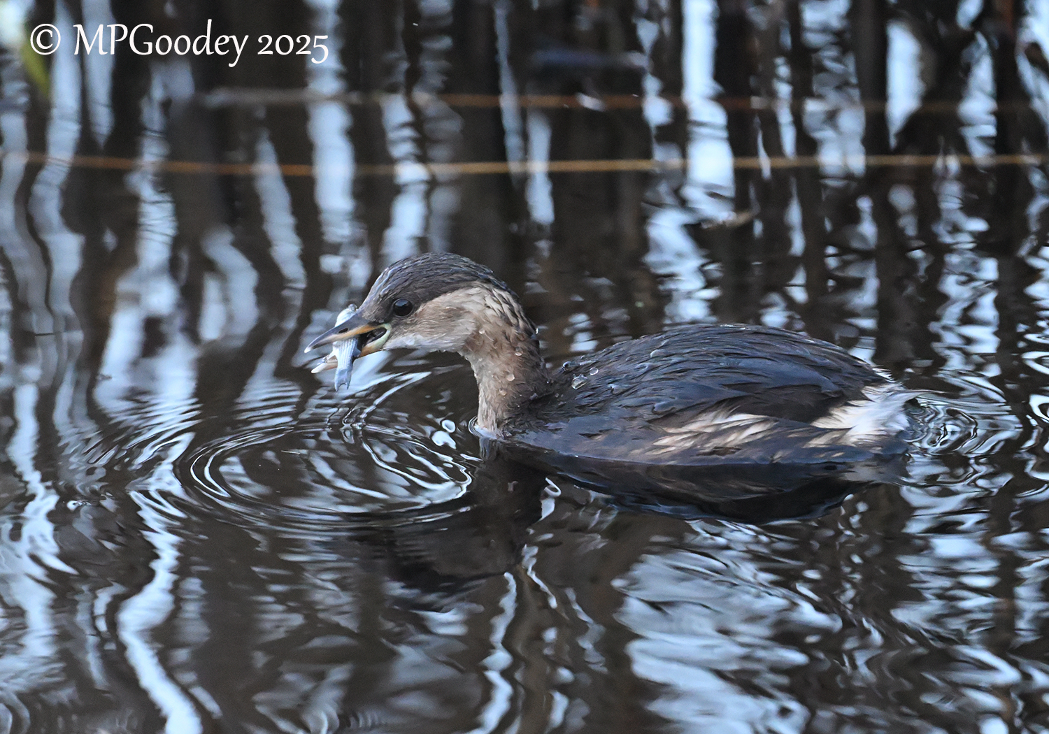 Little Grebe