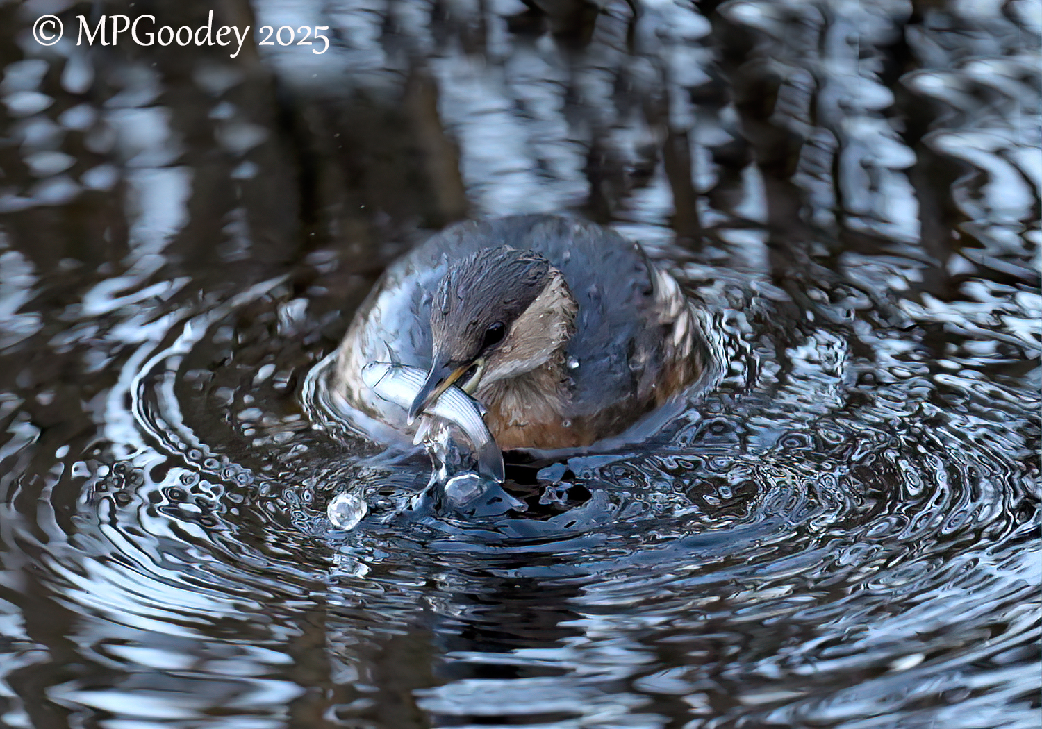 Little Grebe