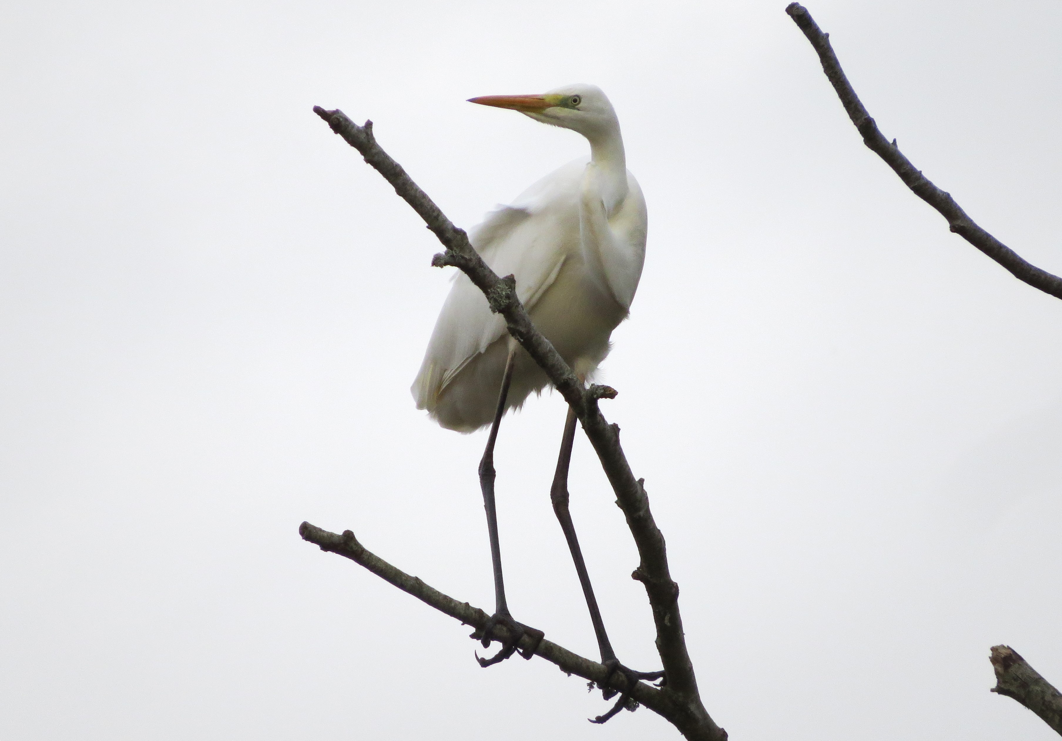 Great White Egret
